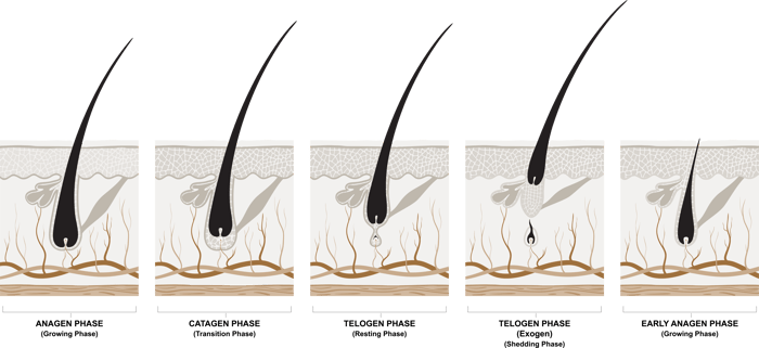 JOEBLOE HAIR LOSS PHASES DIAGRAM-1