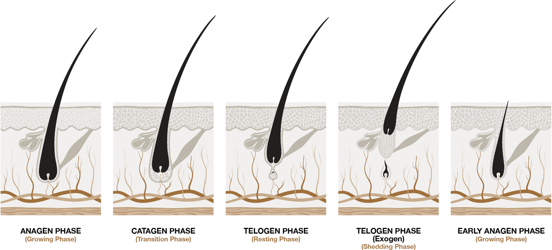 hair-growth-stages
