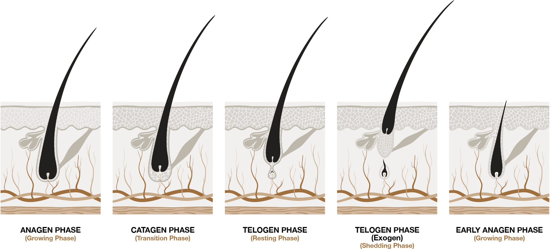 joebloe-hair-loss-process